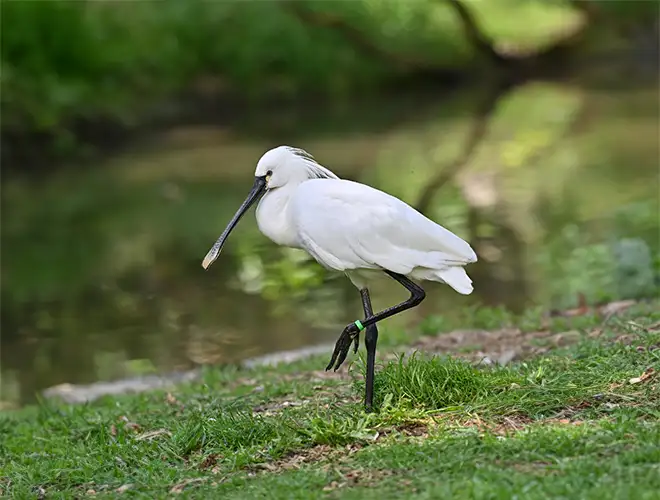 Spatule blanche debout dans l'herbe au bord d'un plan d'eau