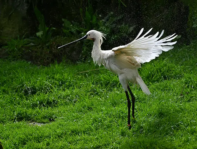 Spatule blanche déployant ses ailes et marchant sur l'herbe