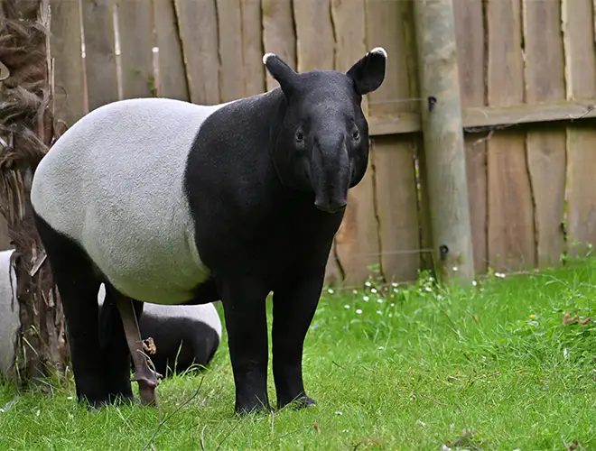 Tapir de Malaisie noir et blanc debout devant une palissade en bois