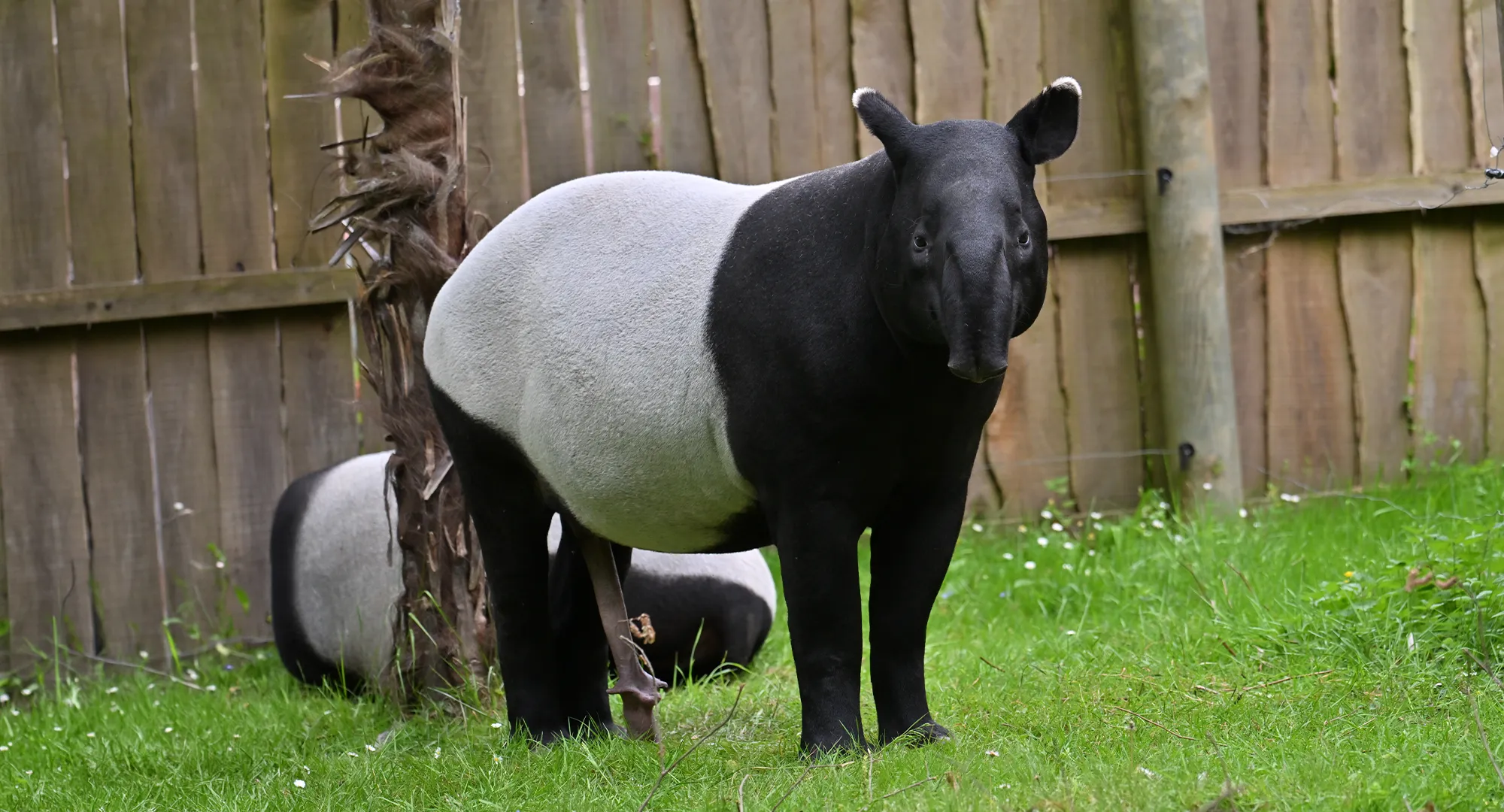 Tapir de Malaisie noir et blanc sur l'herbe, devant une clôture en bois