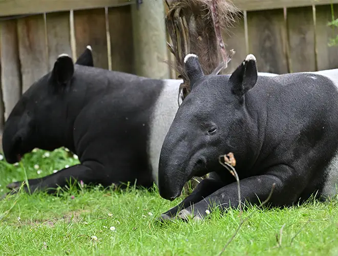 Deux tapirs de Malaisie couchés côte à côte dans l'herbe