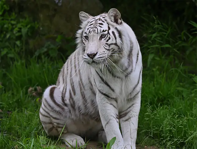 Tigre blanc assis dans l'herbe haute, regardant devant lui
