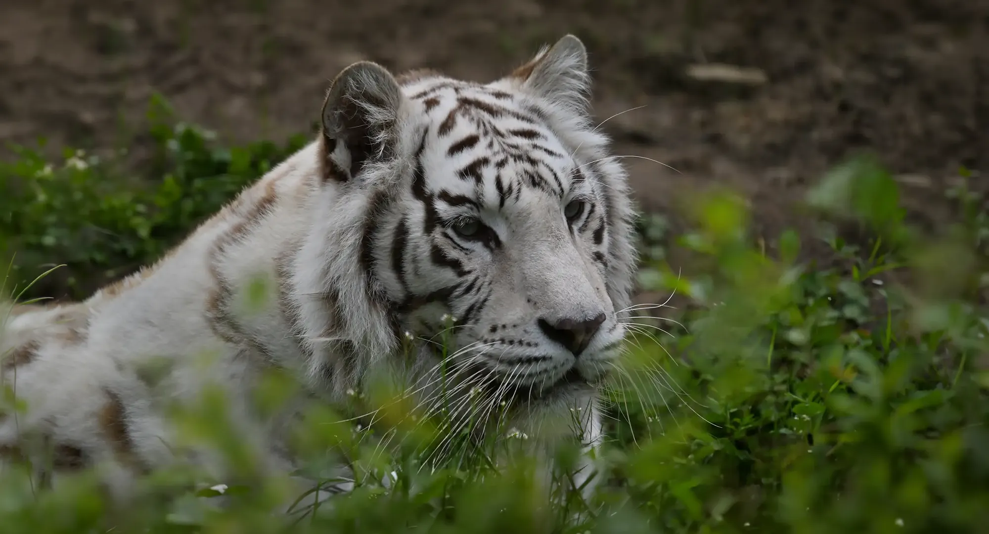 Tigre blanc couché au milieu de la végétation, la tête levée