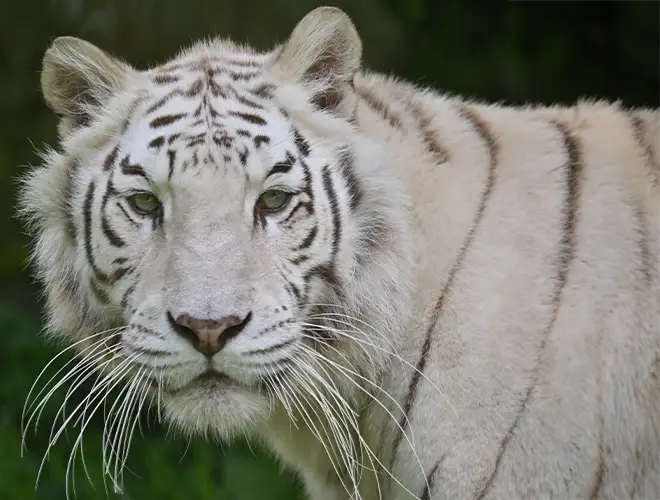 Tigre blanc aux yeux clairs et aux longues moustaches