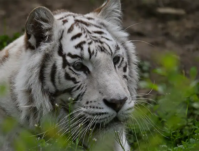 Tigre blanc couché dans l'herbe