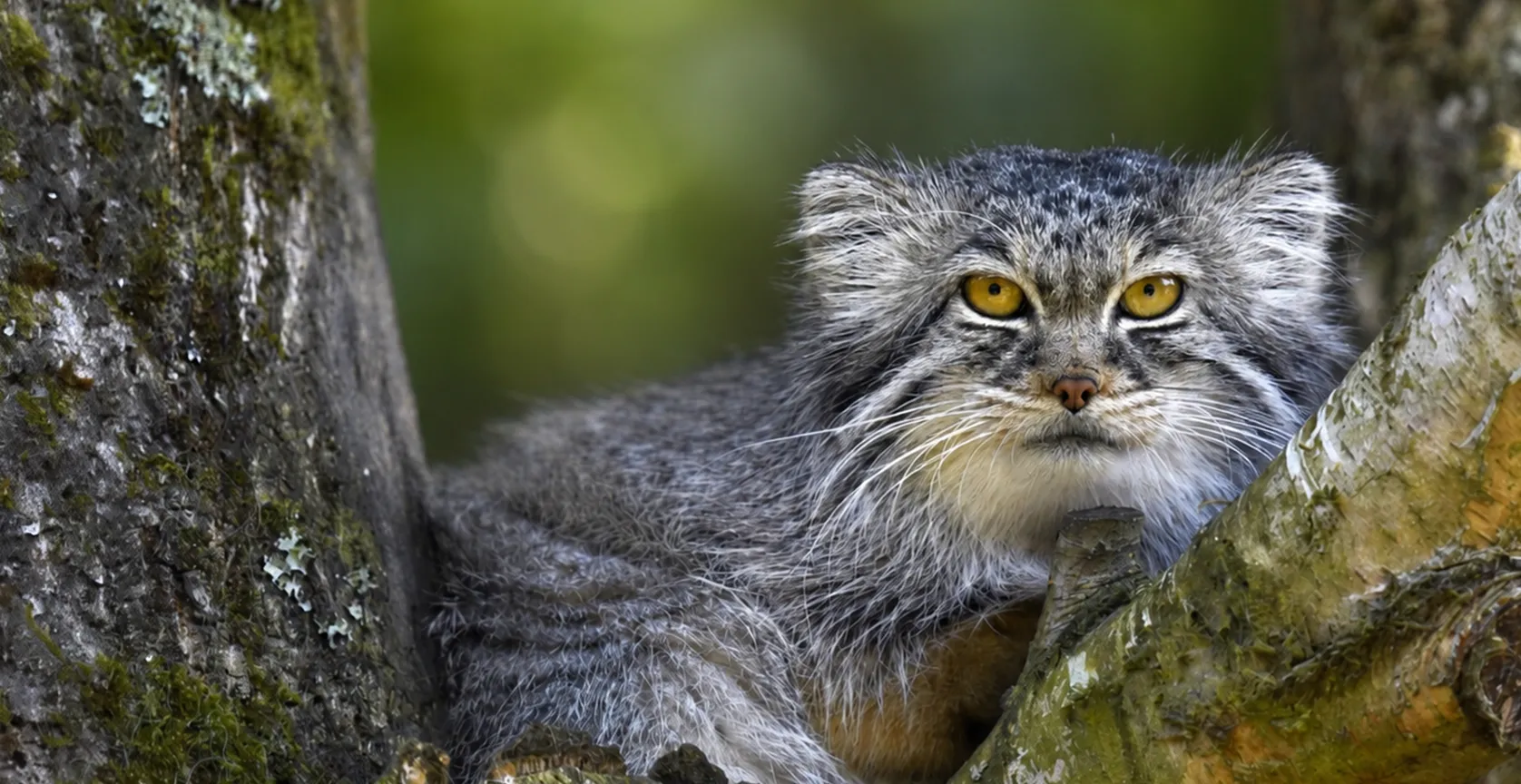 Manul au pelage gris dense et aux yeux jaunes, lové dans le creux d'un arbre