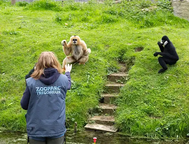 Soigneuse du ZooParc face à deux gibbons sur une pelouse, l'un clair et l'autre noir, près d'un escalier