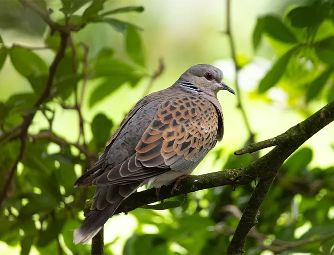 Tourterelle des bois au plumage brun tacheté, perchée sur une branche feuillue