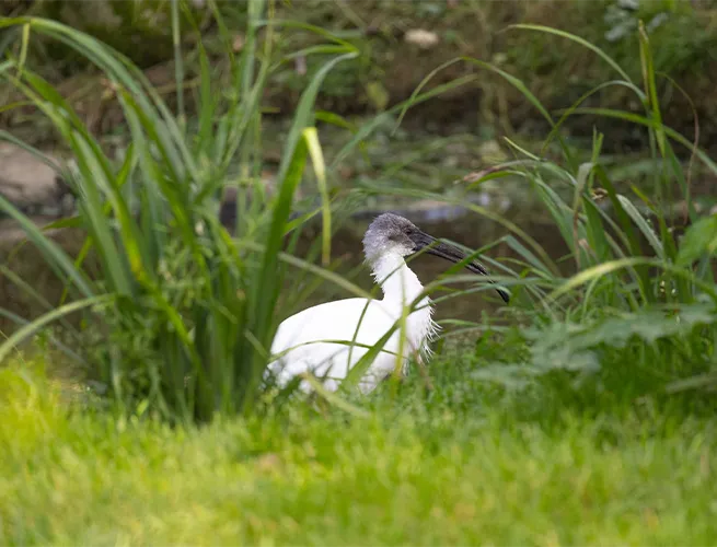 Ibis blanc au bec courbé, debout dans les herbes au bord de l'eau du parc