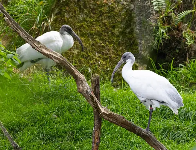 Deux ibis à tête noire, un perché sur une branche et l'autre au sol, dans l'herbe