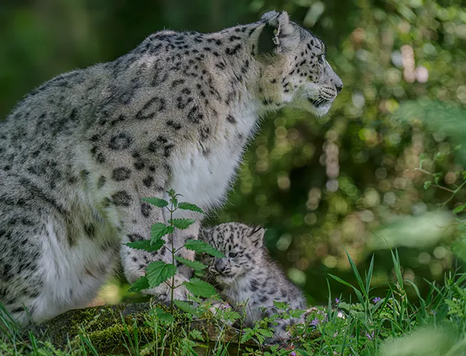 Panthère des neiges adulte regardant au loin, son petit blotti derrière elle dans la verdure