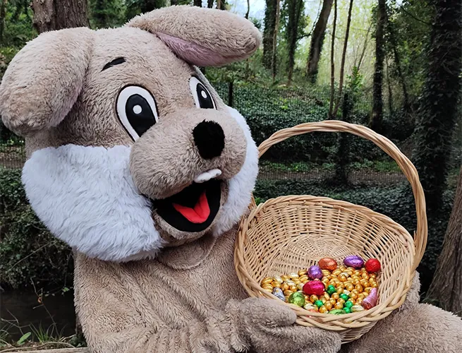 Mascotte lapin de Pâques tenant un panier rempli d'oeufs en chocolat colorés