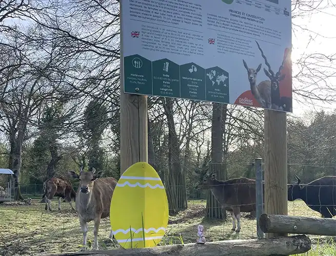 Oeuf de Pâques géant jaune devant un panneau d'information et un enclos d'animaux