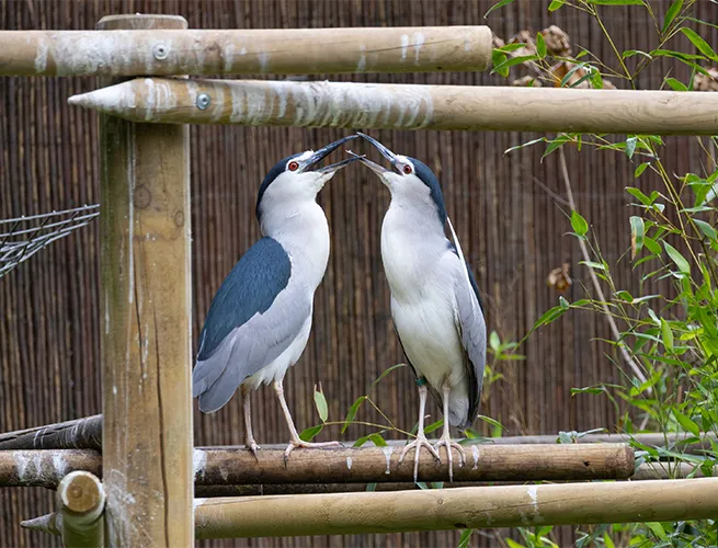 Deux bihoreaux gris face à face, bec contre bec, perchés sur des perches en bambou dans la volière