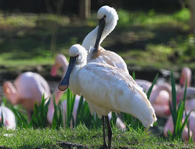Spatules blanches devant des flamants roses dans la volière