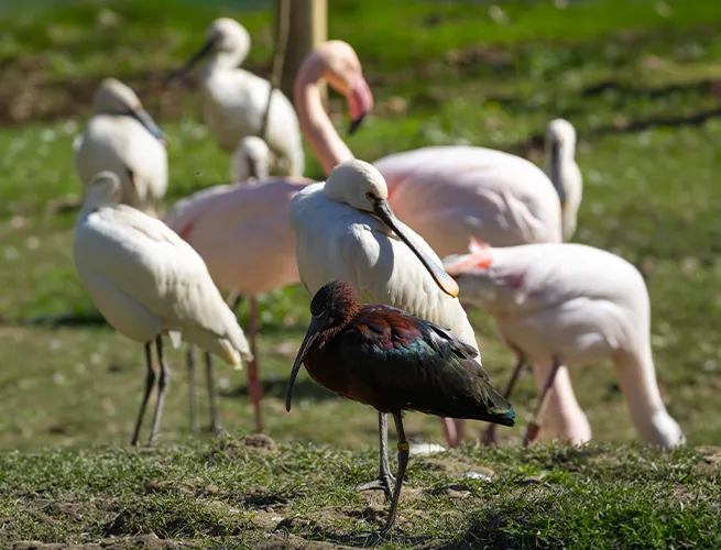 Spatules blanches, flamants roses et ibis à plumage sombre rassemblés dans l'herbe