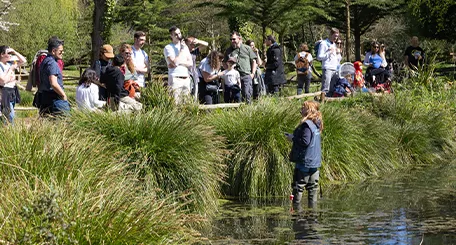 Visiteurs rassemblés au bord d'un étang et d'herbes hautes, une soigneuse dans l'eau en bottes