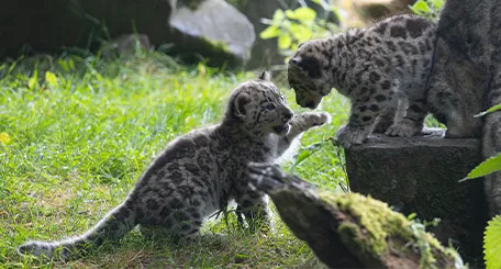 Deux jeunes panthères des neiges jouant sur un rocher moussu dans l'herbe