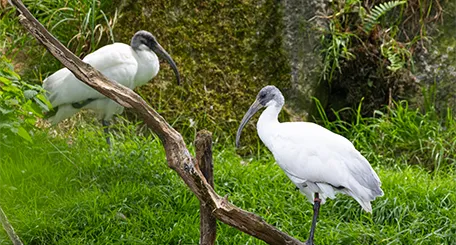 Deux ibis blancs, l'un perché sur une branche et l'autre dans l'herbe verte