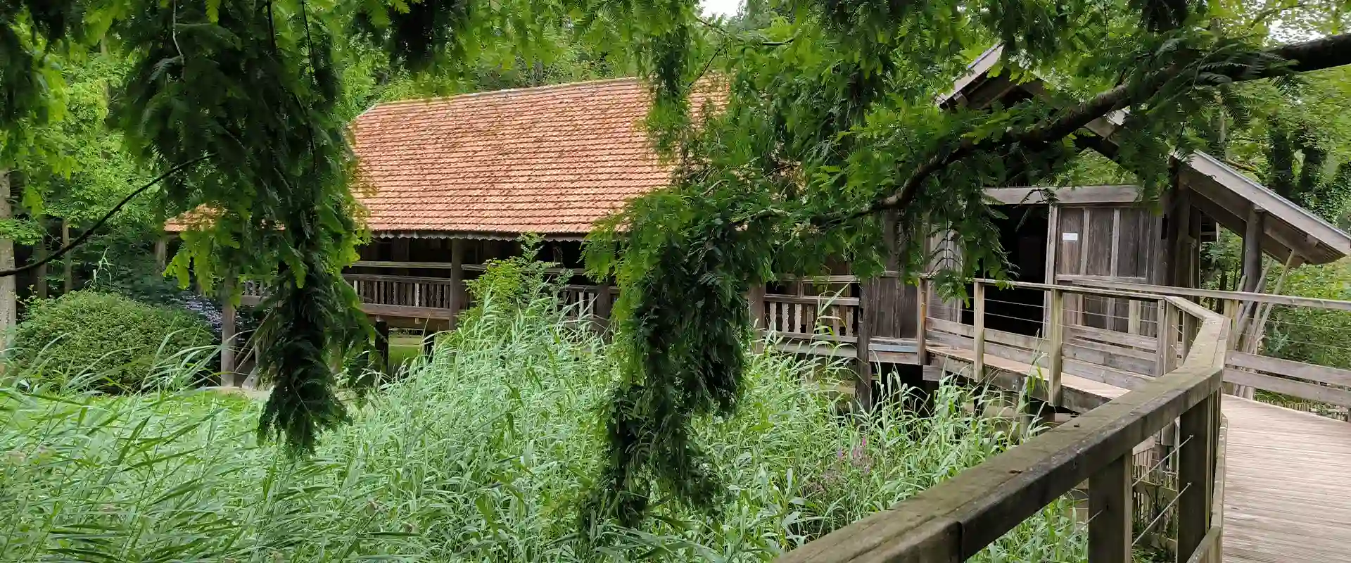 Wooden footbridge leading to a tiled-roof building, surrounded by reeds and branches