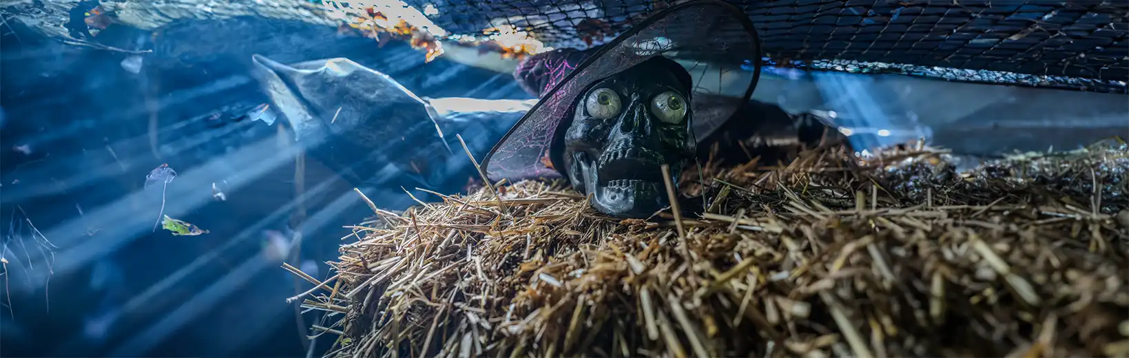Halloween at ZooParc de Trégomeur