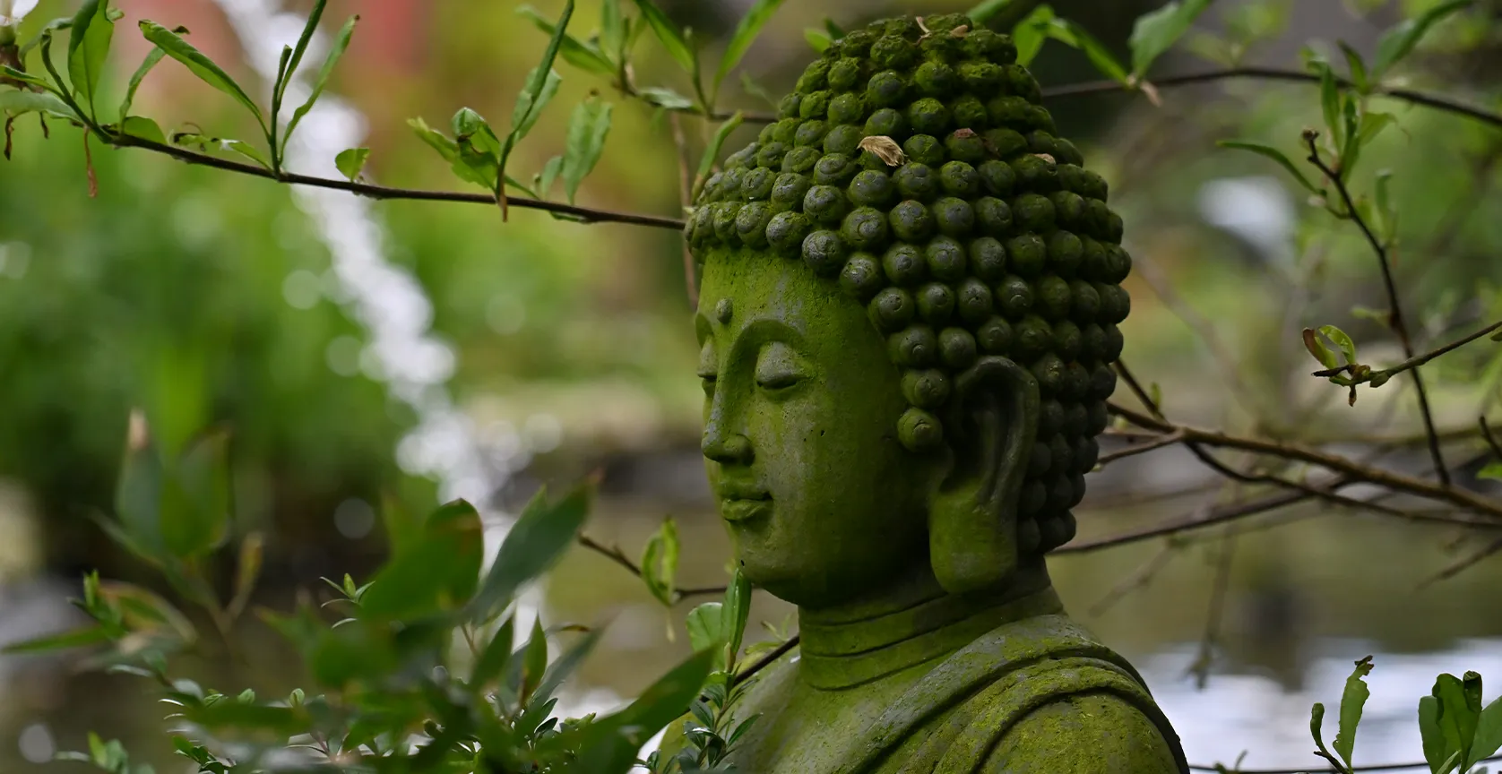 Mossy Buddha statue amid branches and foliage in the park