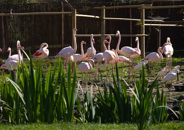 Groupe de flamants roses dans un enclos parmi de hautes herbes