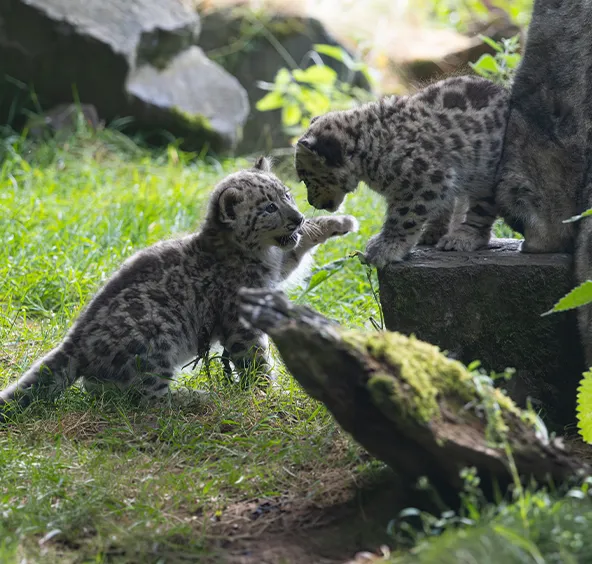 Birth of two snow leopards