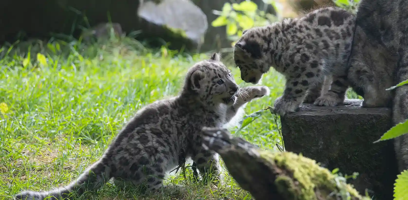 Deux bébés panthères des neiges au pelage tacheté jouant sur des pierres moussues dans l'herbe