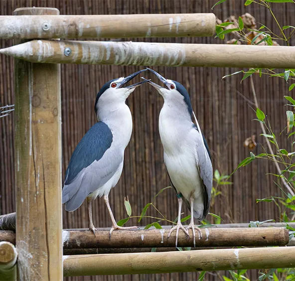 New aviary