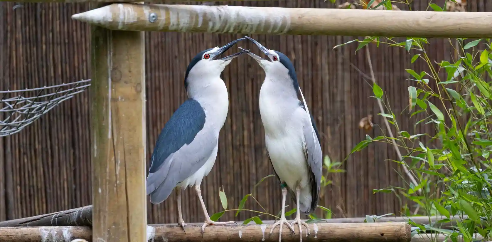 Deux bihoreaux gris au plumage bleu-gris et blanc, becs rapprochés, perchés sur une barrière en bambou