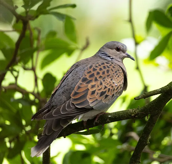 New bird species