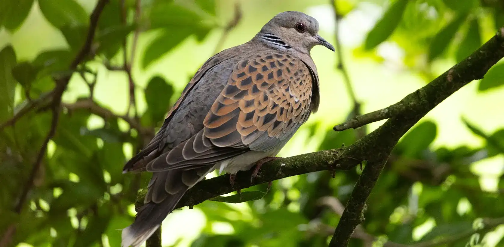 Tourterelle des bois au plumage brun roux écaillé et gris, posée sur une branche