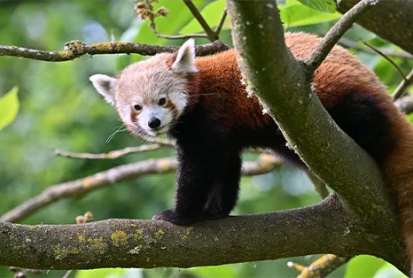 Panda roux debout sur une branche, regardant l'objectif