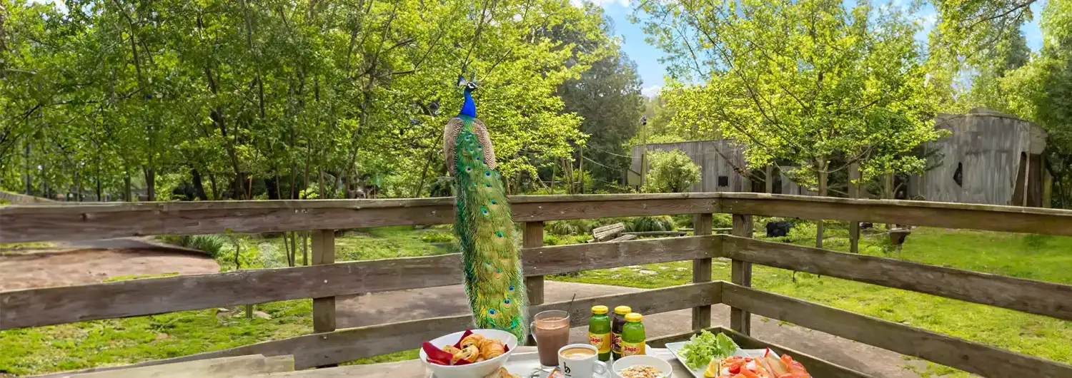 Brunch in the Land of Asia