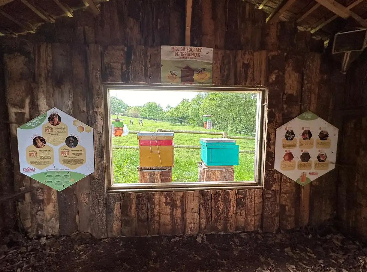Intérieur d'un abri en bois avec panneaux explicatifs et vue sur des ruches colorées dans un pré