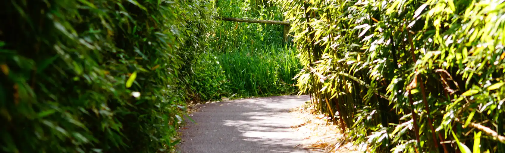 Light dirt path lined with green bamboos in the ZooParc park