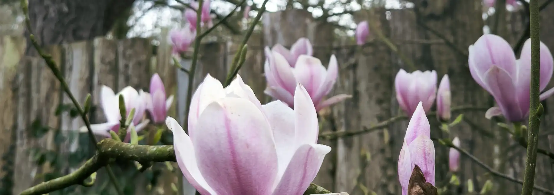 Fleurs de magnolia rose pâle en bouton et épanouies devant une palissade en bois