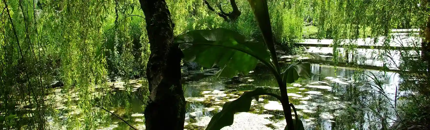 Weeping willow and water lilies by the edge of a peaceful pond at the ZooParc