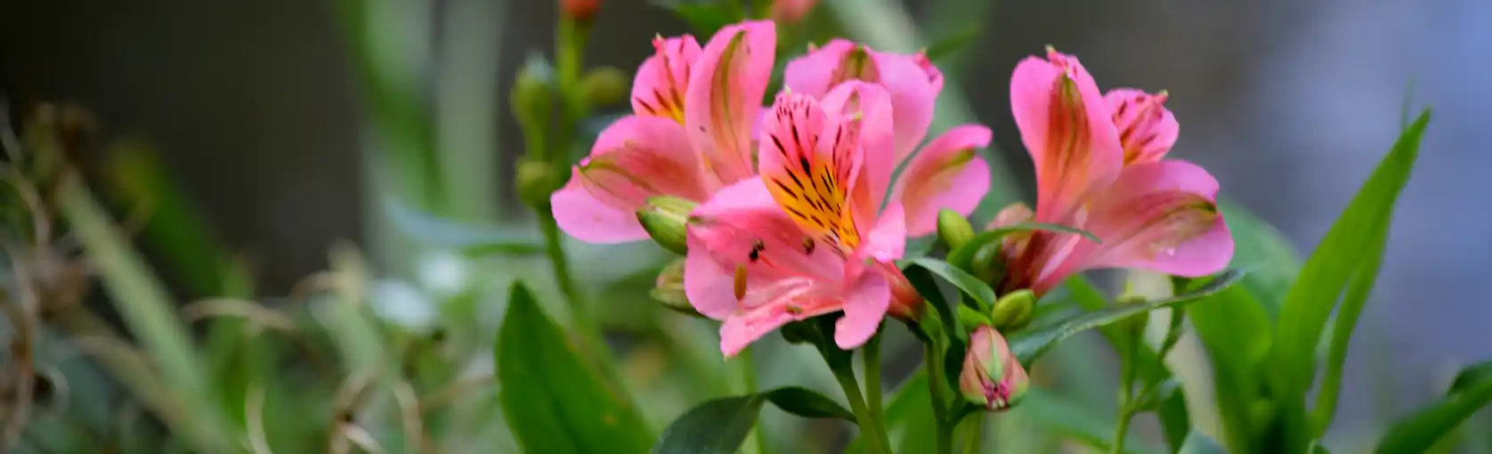 Fleurs roses d'alstroemeria épanouies parmi des feuilles vertes dans le parc