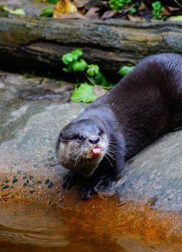 La loutre cendrée - Zoo parc de Tregomeur : proche St Brieuc en